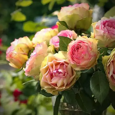 Роза ПИТАХАЙЯ чайно-гибридная в Барановичах