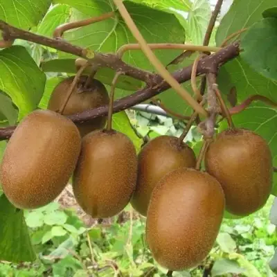 Актинидия ХЕЙВАРД киви в Барановичах