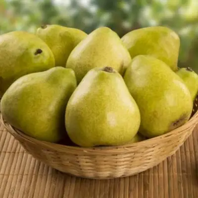 Груша ВИЛИЯ в Барановичах