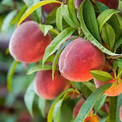 Персик РЕД ХЕВЕН в Барановичах