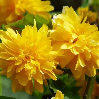 Керрия японская АУРЕОВАРИЕГАТТА в Барановичах