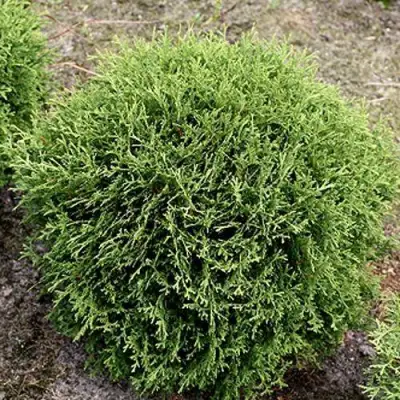 Туя ТИНИ ТИМ западная в Барановичах