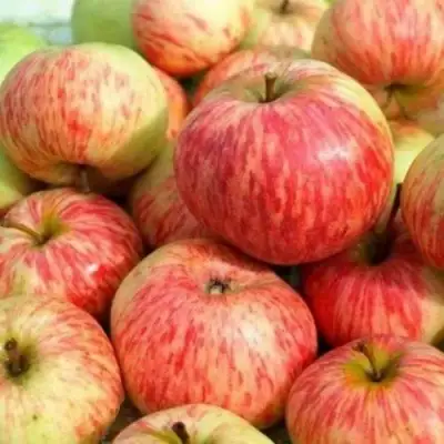 Яблоня РАНЕТКА (КОРОБОВКА) в Барановичах