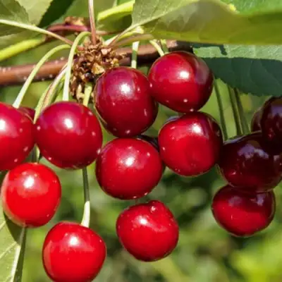 Вишня ЛЮБСКАЯ в Барановичах