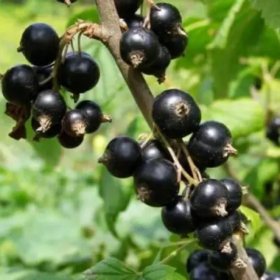 Смородина черная ВОЛОГДА в Барановичах