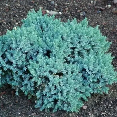 Можжевельник БЛЮ СТАР чешуйчатый в Барановичах