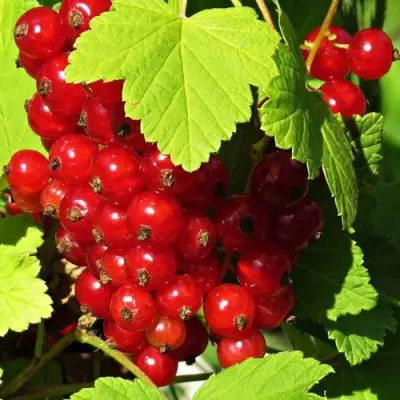 Смородина красная ГАЗЕЛЬ в Барановичах