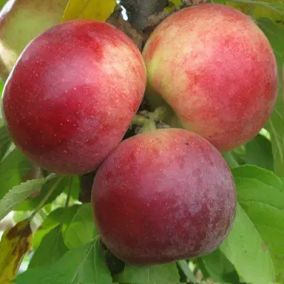 Яблоня БАЛЕРИНА ФЛАМЕНКО колонновидная  в Барановичах