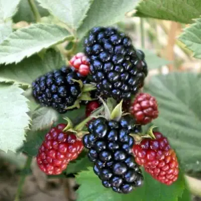 Ежевика ОРКАН бесшипная  в Барановичах