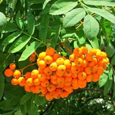 Рябина ДИРКЕНИ ЖЁЛТАЯ  сладкоплодная в Барановичах