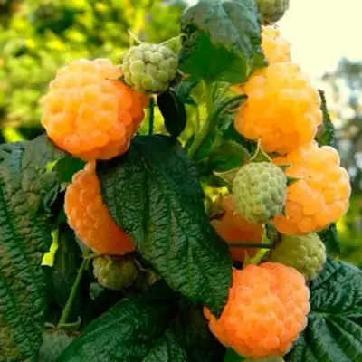 Малина ремонтантная Абрикосовая