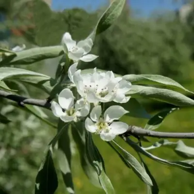 Груша ИВОЛИСТНАЯ в Барановичах
