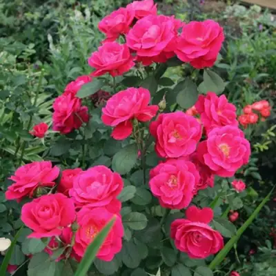 Роза ДЖОРДЖ ВАНКУВЕР флорибунда в Барановичах