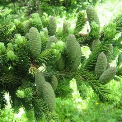 Пихта белая в Барановичах