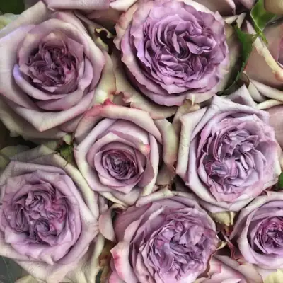 Роза ДОЛЬЧЕТТО чайно-гибридная в Барановичах