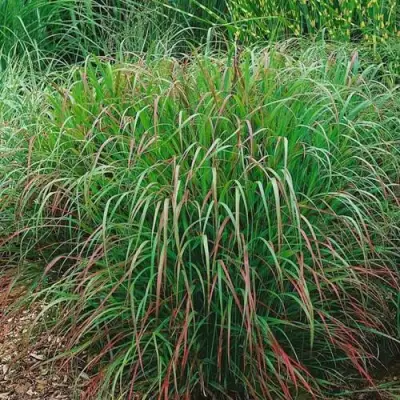 Просо РЕБРАУН прутьевидное в Барановичах