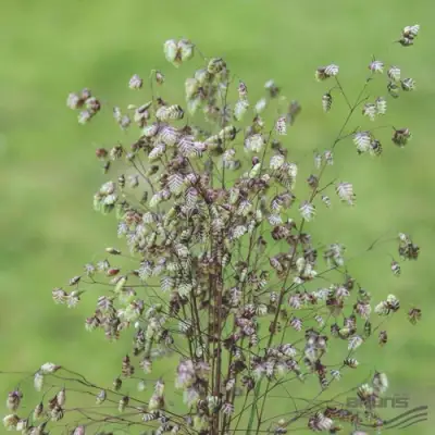 Трясунка средняя в Барановичах