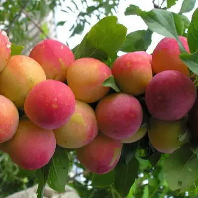 Слива СКОРОПЛОДНАЯ в Барановичах