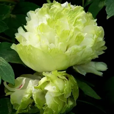 Пион ЗЕЛЕНЫЙ ШАР древовидный в Барановичах