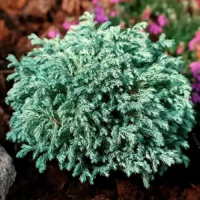 Кипарисовик БЕБИ БЛЮ горохоплодный в Барановичах