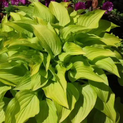 Хоста ХИДОН САНСЕТ в Барановичах