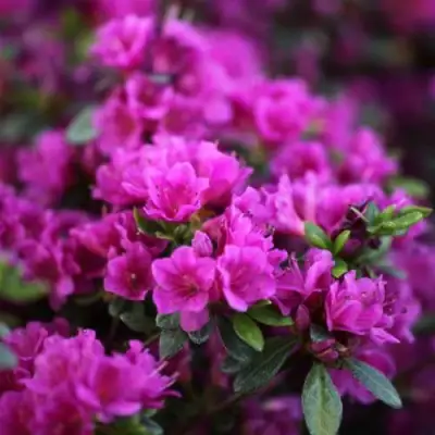 Азалия ГЕЙША ПЕРПЛ японская в Барановичах