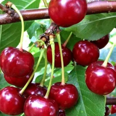 Дюк ШПАНКА ДОНЕЦКАЯ в Барановичах