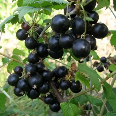 Смородина чёрная ШАРОВИДНАЯ в Барановичах