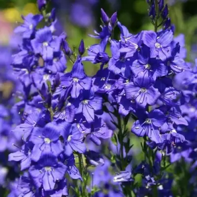 Вероника австрийская в Барановичах