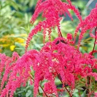 Астильба РЕД ЧАРМ Арендса в Барановичах