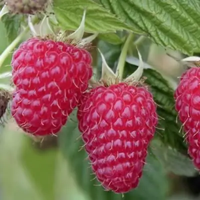 Малина ТУЛАМИН в Барановичах