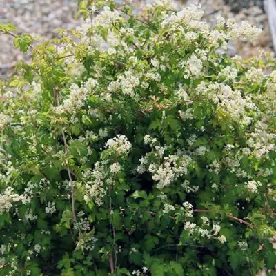 Стефанандра КРИСПА надрезаннолистная в Барановичах