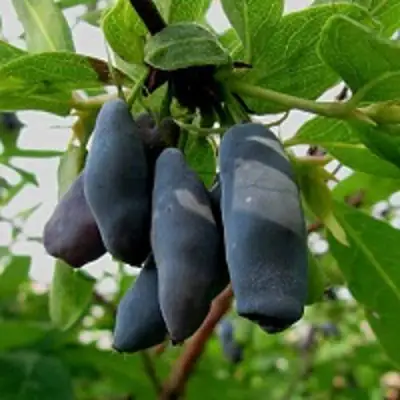 Жимолость съедобная ЧУЛЫМСКАЯ в Барановичах