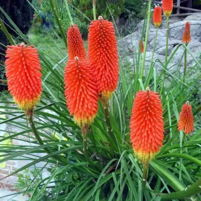 Книфофия БЕНГАЛ ФАЕР гибридная в Барановичах