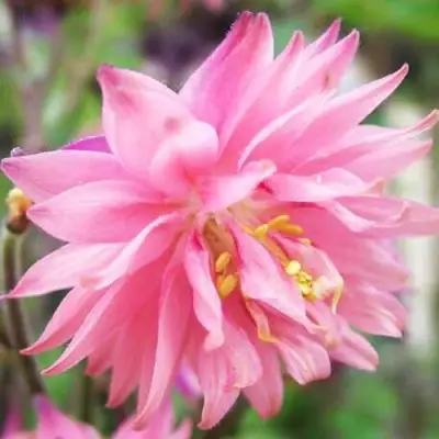 Аквилегия БАРЛОУ ПИНК гибрид МакКаны в Барановичах