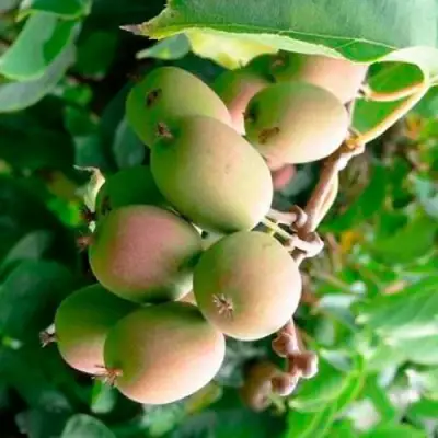 Актинидия ГИБРИДНАЯ КОЛБАСИНОЙ в Барановичах