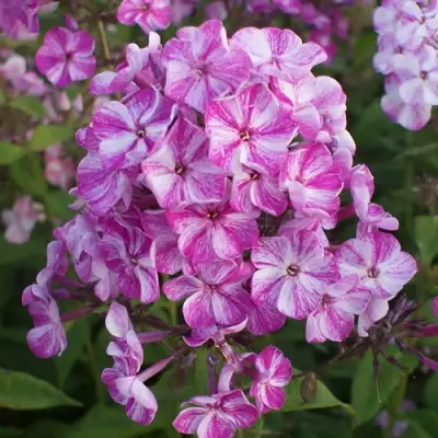 саженцы флокса