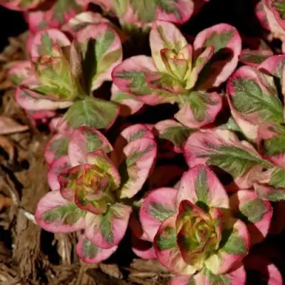 Вербейник АЛЕКСАНДР точечный в Барановичах