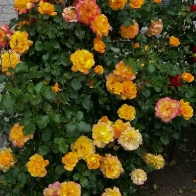 Роза САХАРА плетистая в Барановичах