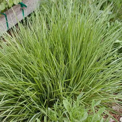 Вейник АВАЛАНШ остроцветковый в Барановичах