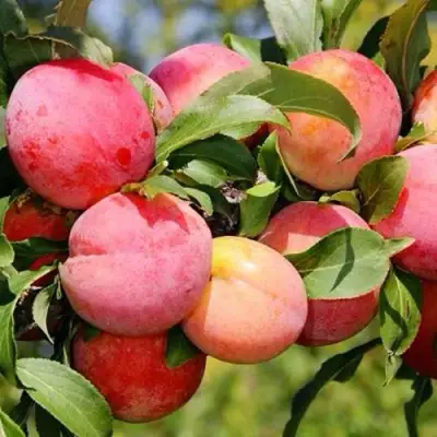 Слива ФАВОРИТЕ ДЕ СУЛТАНО в Барановичах