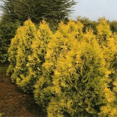 Туя ЕВРОПА ГОЛД западная в Барановичах