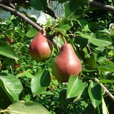 Груша РУМЯНАЯ КЕДРИНА в Барановичах