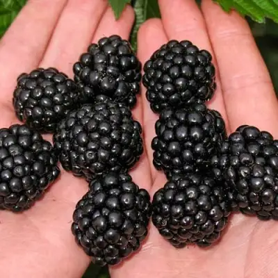 Ежевика ДЖАМБО бесшипная  в Барановичах