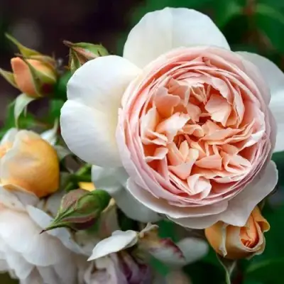 Роза ДЖУЛЬЕТТА английская в Барановичах