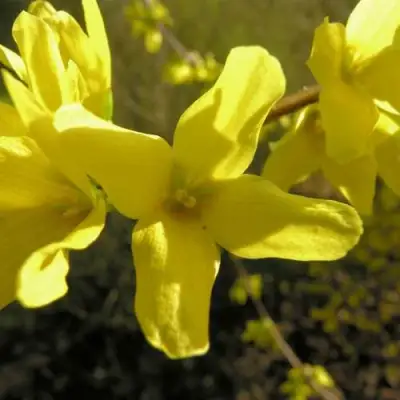 Форзиция ФОРЧУНА в Барановичах