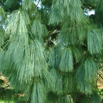 Сосна гриффита в Барановичах