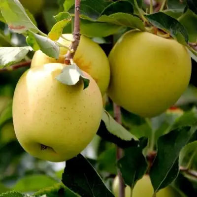 Яблоня ГОЛДЕН ВЛАДИМИРСКИЙ в Барановичах