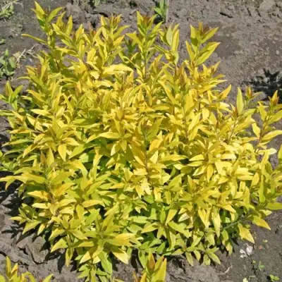 Бирючина АУРЕА обыкновенная в Барановичах