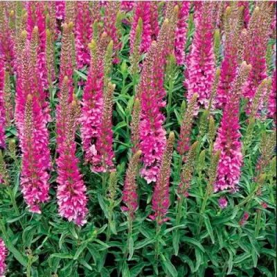 Вероника РОНИКА ФУКСИЯ в Барановичах